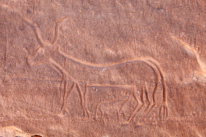 Rock art of a cow suckling its calf at Abu Ballas